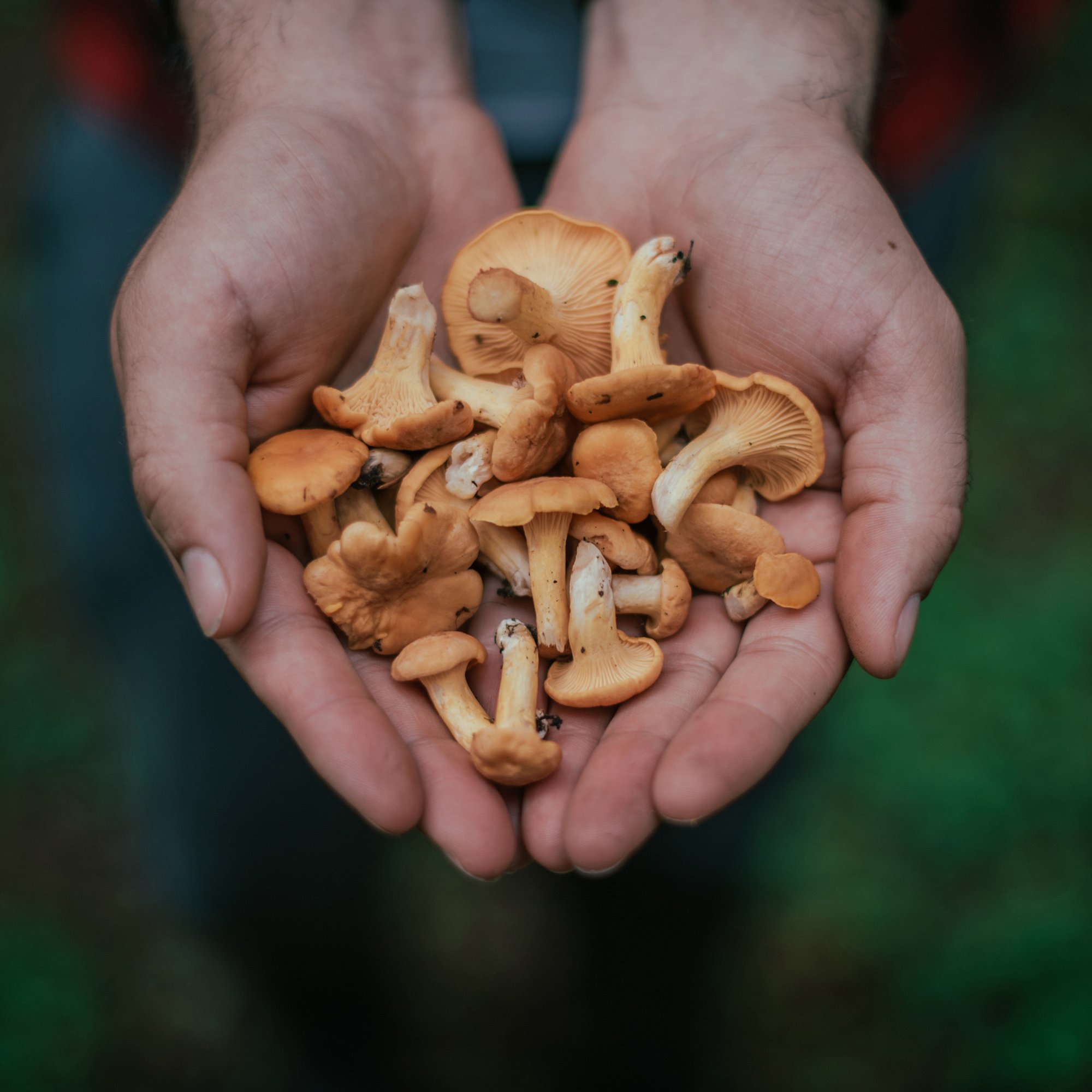close up photo of hands holding mushrooms in forrest.
