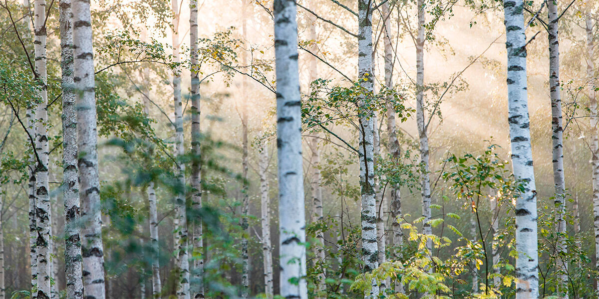 Birch tree forest